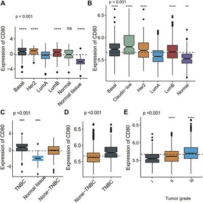 Molecular and Clinical Characterization of CD80 Expression via Large-Scale Analysis in Breast Cancer